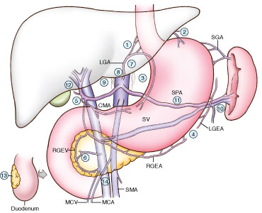 Liver_19-1b